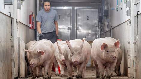 Afleveren van vleesvarkens