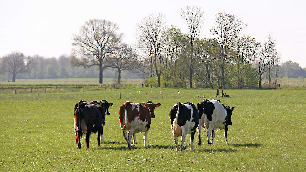 De Sem zet in op krimp van de veestapel. Een melkveehouder is vrij te bepalen hoeveel koeien hij af wil stoten, mits 10 tot 20 procent krimp gerealiseerd wordt.