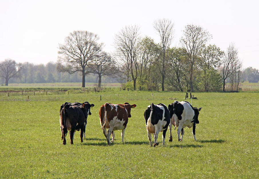 De Sem zet in op krimp van de veestapel. Een melkveehouder is vrij te bepalen hoeveel koeien hij af wil stoten, mits 10 tot 20 procent krimp gerealiseerd wordt.