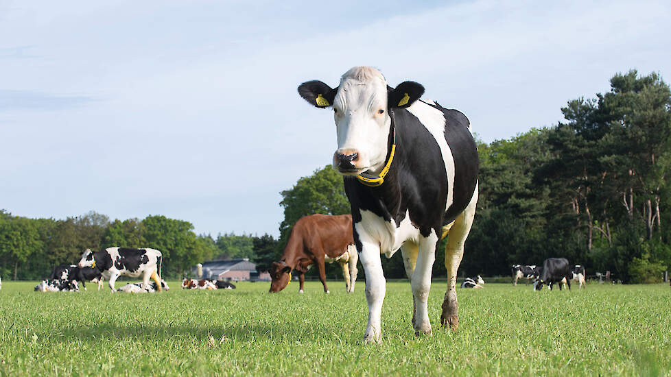 Agro-innovatiecentrum De Marke combineert onderzoek naar emissiereductie met een gangbaar melkveebedrijf met weidegang.