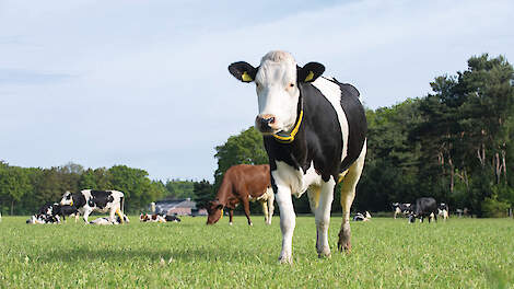 Agro-innovatiecentrum De Marke combineert onderzoek naar emissiereductie met een gangbaar melkveebedrijf met weidegang.