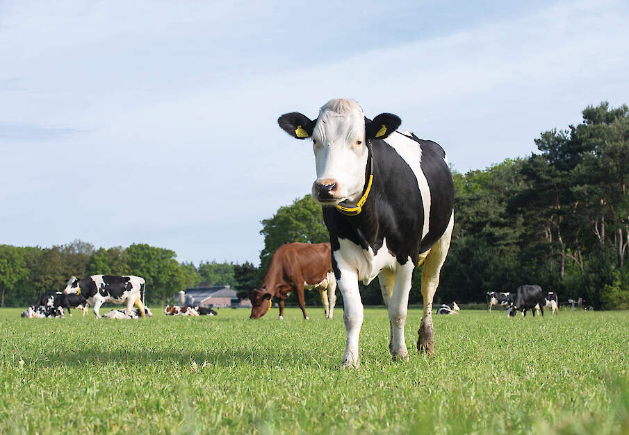 Agro-innovatiecentrum De Marke combineert onderzoek naar emissiereductie met een gangbaar melkveebedrijf met weidegang.