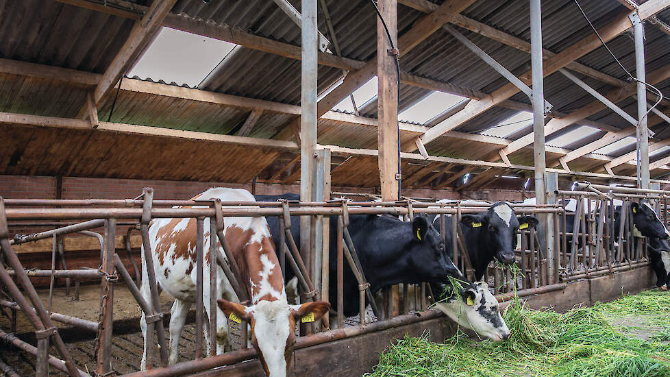 Met standaard beveiligingscamera&rsquo;s boven de koeien herkent CowCatcherAI springende en tochtige dieren in de stal.