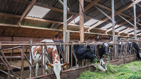 Met standaard beveiligingscamera&rsquo;s boven de koeien herkent CowCatcherAI springende en tochtige dieren in de stal.
