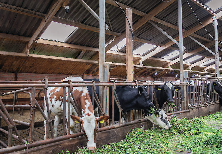 Met standaard beveiligingscamera&rsquo;s boven de koeien herkent CowCatcherAI springende en tochtige dieren in de stal.