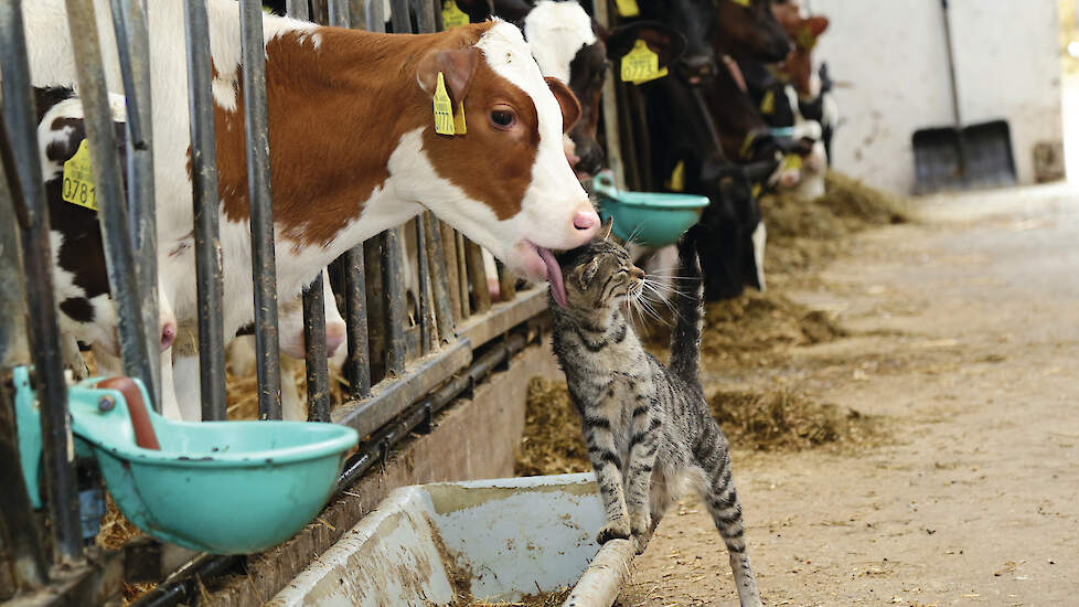 Een kat testte als eerste positief op vogelgriep op een melkveebedrijf. Volgens experts lijkt het Friese geval een incident. Beeld ter illustratie.