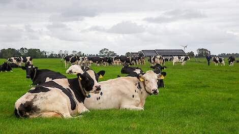 Melkvee graast op grasland bij boerderij
