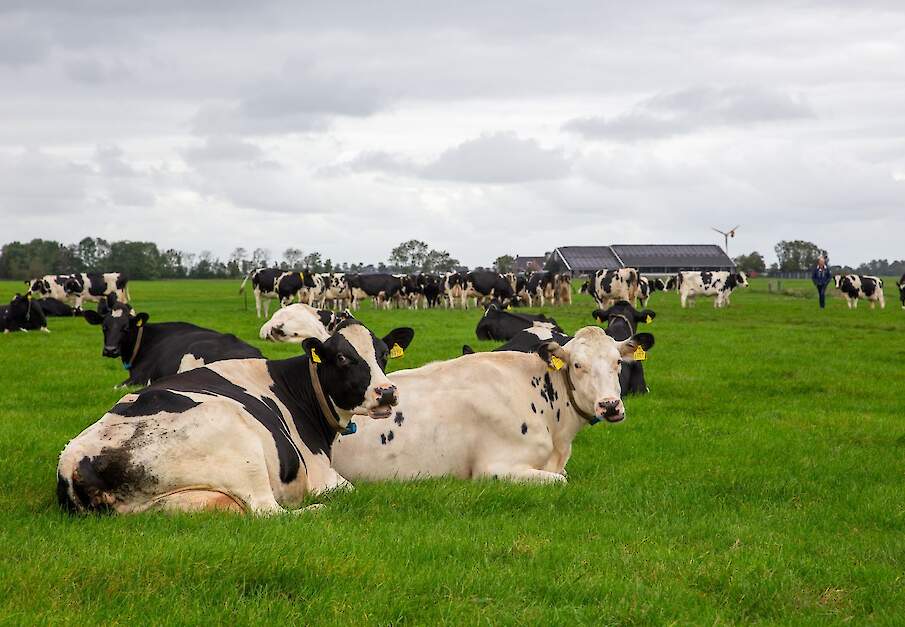 Melkvee graast op grasland bij boerderij