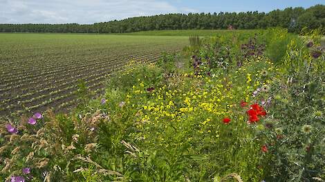 Biodiversiteit akker - Marijs via Shutterstock