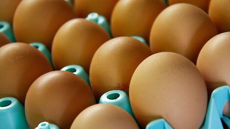 Nederlandse eiernoteringen dalen door import van goedkopere kooi- en scharreleieren uit onder meer Polen en Spanje.