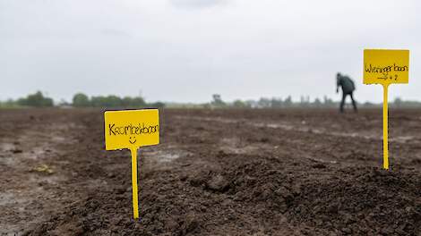 Het proefveld bij teler Van den Hoek.