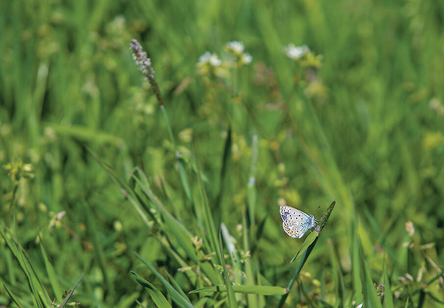 Het terugbrengen van de stikstofdepositie in natuurgebieden helpt niet zolang je de al bestaande schade niet herstelt.