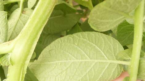 De luizendruk neemt toe