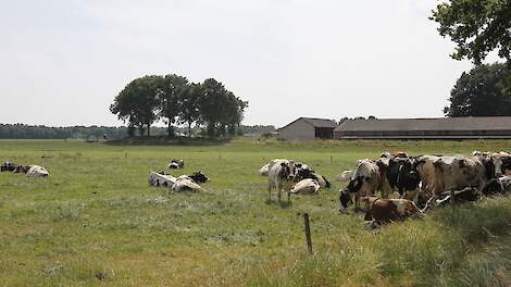 Melkkoeien op grasland bij melkveebedrijf in Limburg