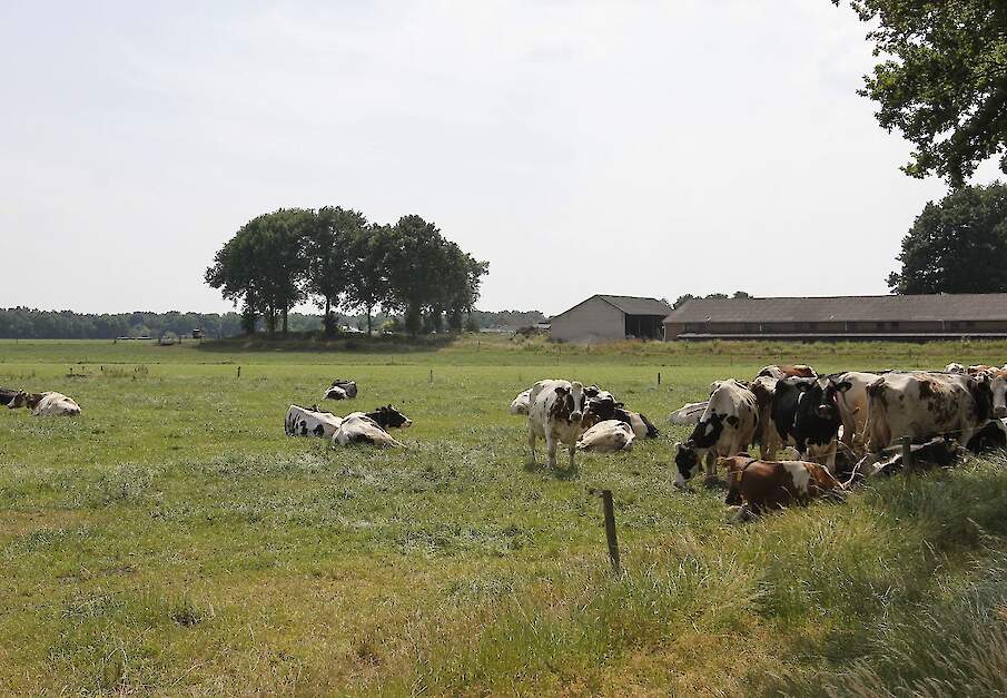 Melkkoeien op grasland bij melkveebedrijf in Limburg