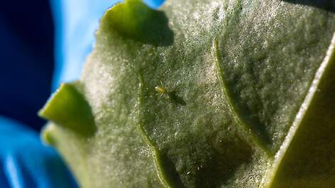 Groene perzikluis.