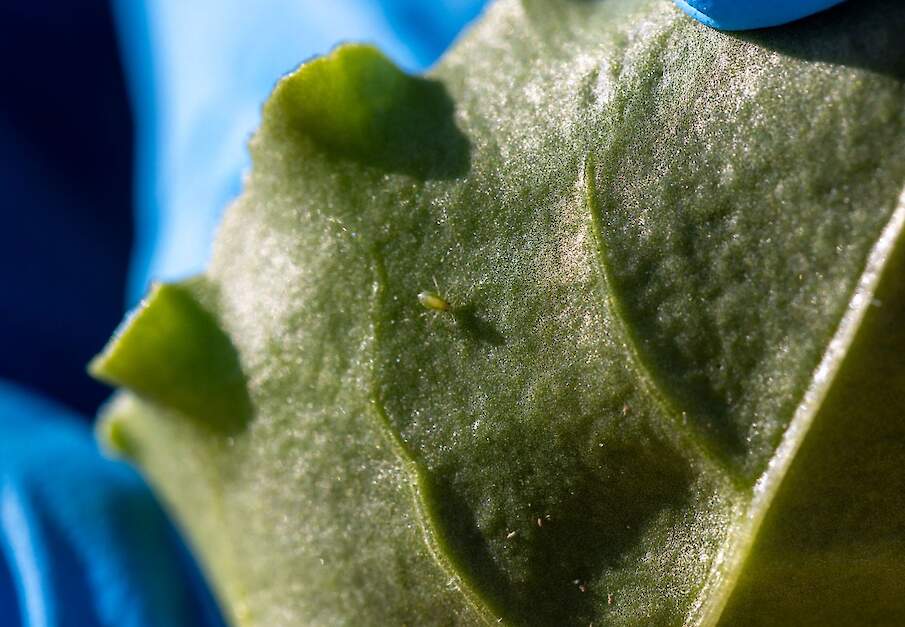 Groene perzikluis.