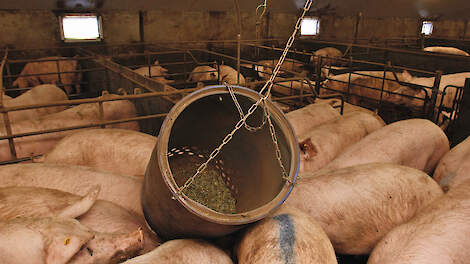 Een ton in het midden van het hok waar varkens zelf het materiaal uit kunnen halen, is door veel varkens tegelijkertijd te gebruiken. Bijvullen kost wel meer moeite.