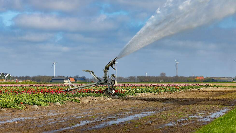 Archiefbeeld: Tulpen beregenen in Slootdorp.