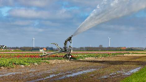 Archiefbeeld: Tulpen beregenen in Slootdorp.