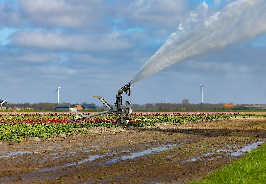 Archiefbeeld: Tulpen beregenen in Slootdorp.