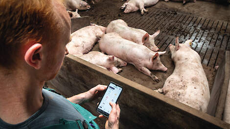 De app van D-Care monitort de berigheid van zeugen en houdt die bij in een app.