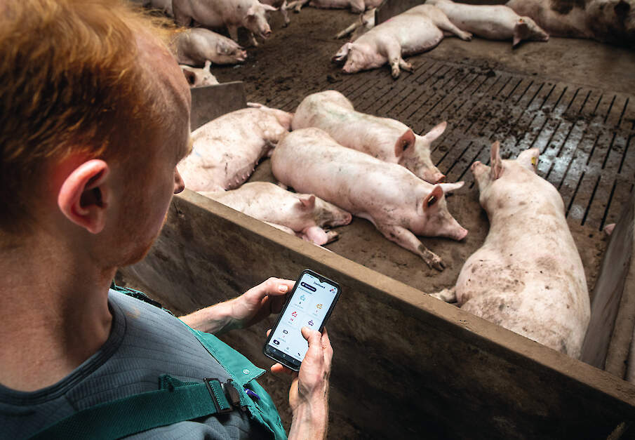 De app van D-Care monitort de berigheid van zeugen en houdt die bij in een app.