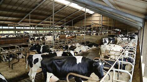 Melkkoeien in ligboxenstal op melkveebedrijf