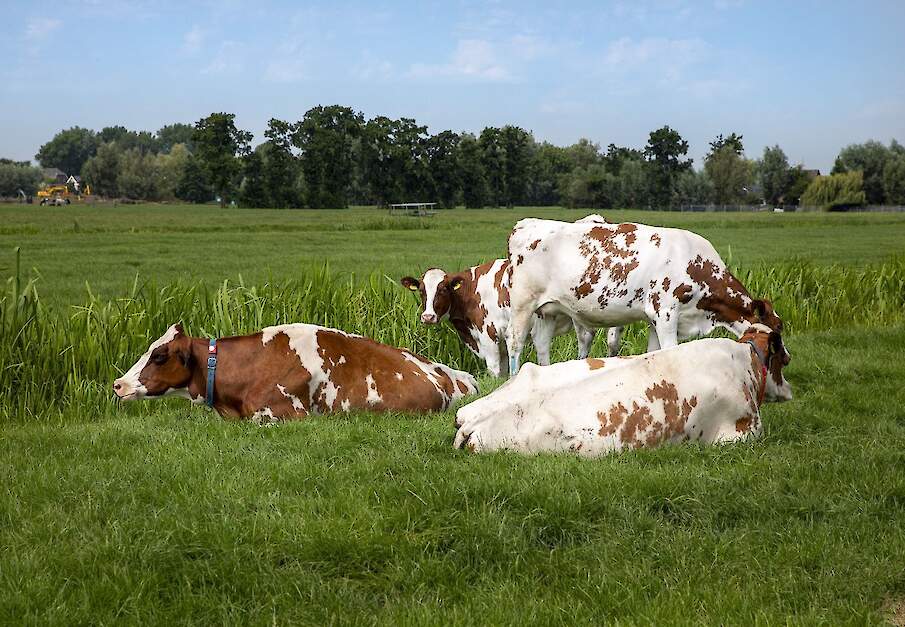 Melkkoeien in de wei bij melkveebedrijf