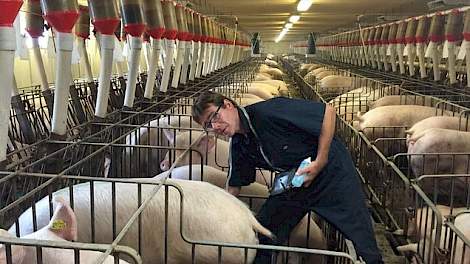 Harry Koelen (46) woont samen met zijn vrouw Leony (44) en hun gezin in Paisley (Ontario). Verspreid over drie varkensbedrijven in Canada en één in de Verenigde Staten houden ze in totaal 8.100 zeugen. In Canada houden ze 6.800 zeugen.
