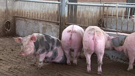 Van gangbare zeugen naar biologische vleesvarkens - www.pigbusiness.nl