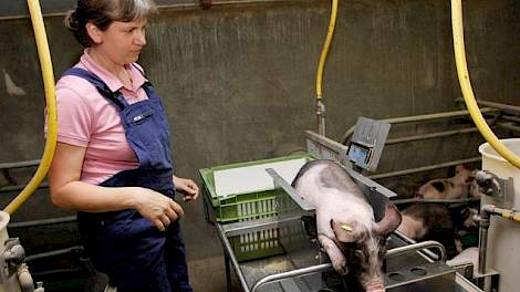 Voor deze Collendoornse varkenshoudster is procesoptimalisatie in de varkenshouderij een uitdaging. Door individuele wegingen en dataverzameling stuurt ze nu al op kleinere spreiding en resultaatverbetering van lichtere biggen. Effecten hiervan moeten ook