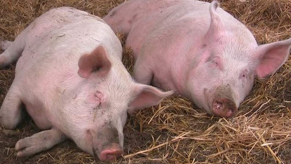 Varkens dragen over op elkaar | - Nieuws voor varkenshouders