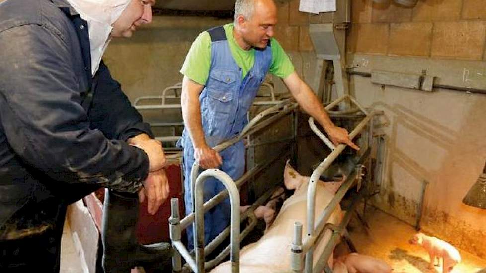 Iedere twee weken scant dierenarts Norbert Vonk zeugen en bespreekt Van den Beld kort de varkensgezondheid met hem.