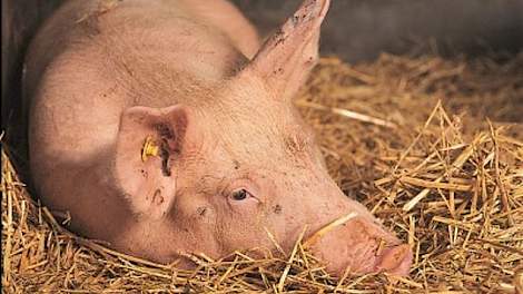 Hoe fijner de stofdeeltjesgrootte, des te dieper de stofdeeltjes in de luchtwegen van het varken terecht komen.