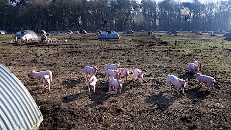 Biologische varkens buiten uitloop