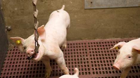 copuperen staarten varkens speeltjes