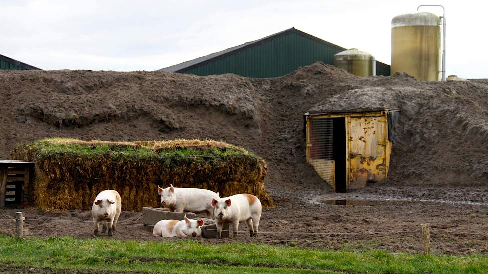 Varkens uitloop