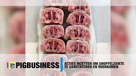 Acties inzetten om snuffelziekte te constateren en voorkomen