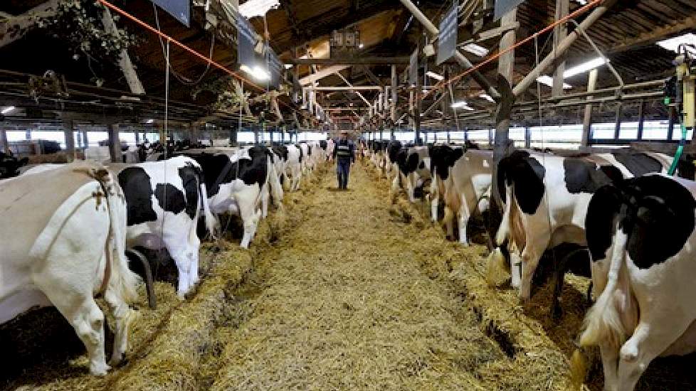 Friese koeien de grup | Melkvee.nl - Nieuws en kennis voor de melkveehouder