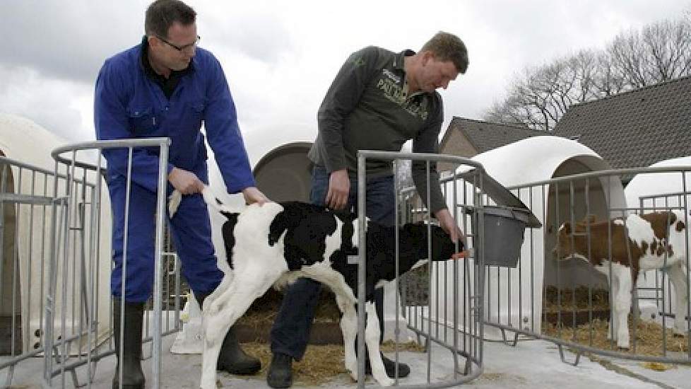 Veearts Niels Groot Nibbelink (links) controleert, samen met veehouder Arian van Heugten, de kalveren op mest en drinkgedrag.