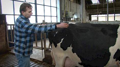 Analyzing cows with aAa