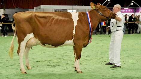 Jantje 146 (v. Talent) van Jan Reitsma uit Driesum (Fr.) werd kampioene bij de roodbonte senioren. Ze versloeg meervoudig kampioene Zeedieker Mon-Chri 1 (v. Jordan Red) van Landbouwsluis uit Genemuiden (Ov.) die tweede werd.