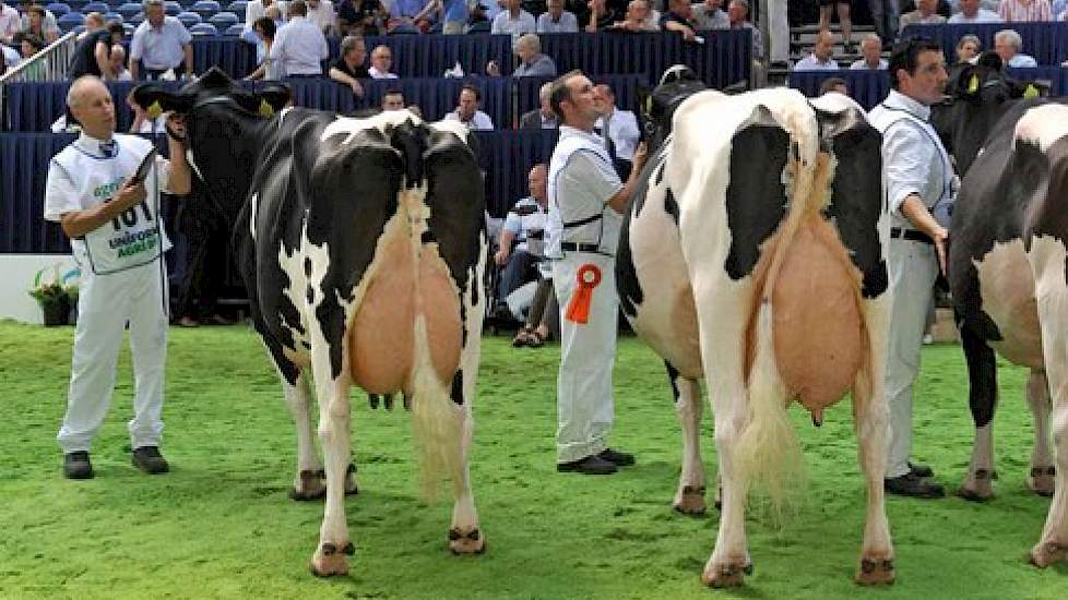 Wilhelmina 358 (v. Juror) van Teus van Dijk uit Giessenburg (links) won het algemeen kampioenschap bij zwartbont. Ernaast staat Bons-Holsteins Koba 152 (v. Integrity) van Nico Bons uit Ottoland. Koba 152 werd derde bij de oudere koeien, achter Wilhelmina