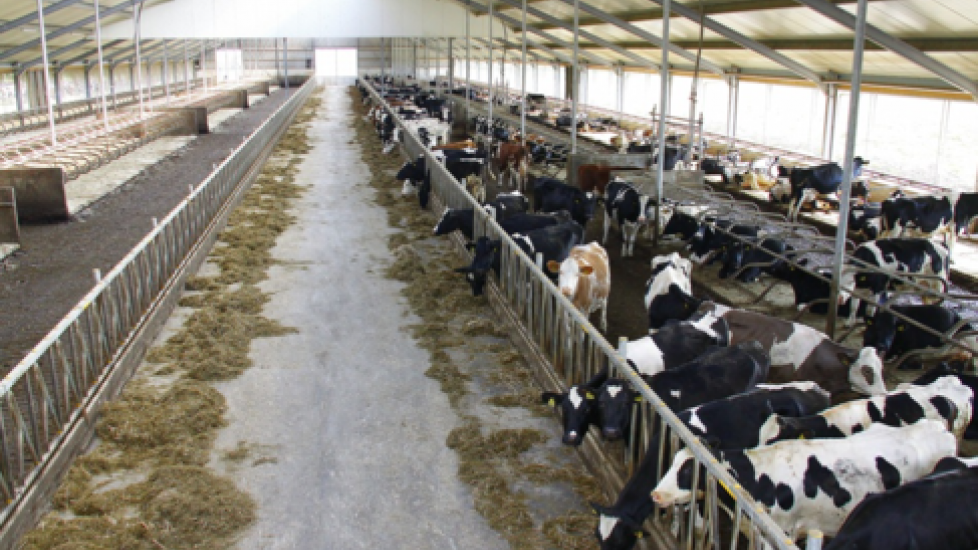 Aan het leren Altijd Middellandse Zee Open dag Friese megastal | Melkvee.nl - Nieuws en kennis voor de  melkveehouder