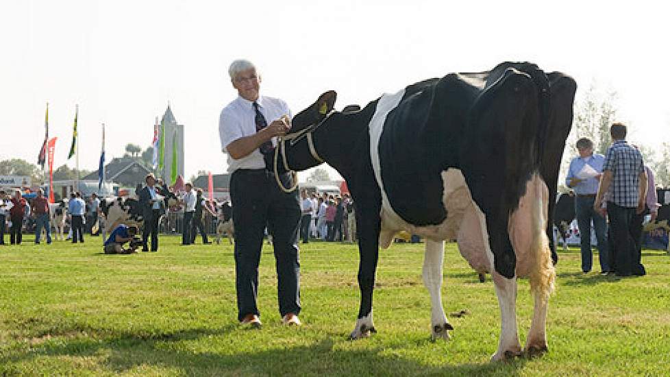 Oelhorst Coba 591 van de mts Luttikhedde uit Ambt Delden deed ook mee aan de finale van de Koeverkiezing 2011 in Hoornaar.