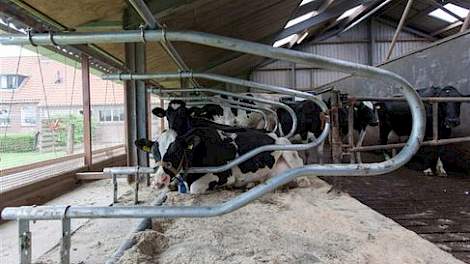 Het staldeel waar deze koeien liggen, werd in januari al voorzien van de Canadese gelmatrassen. Begin juni volgde het resterende deel bij de hoogproductieve koeien.