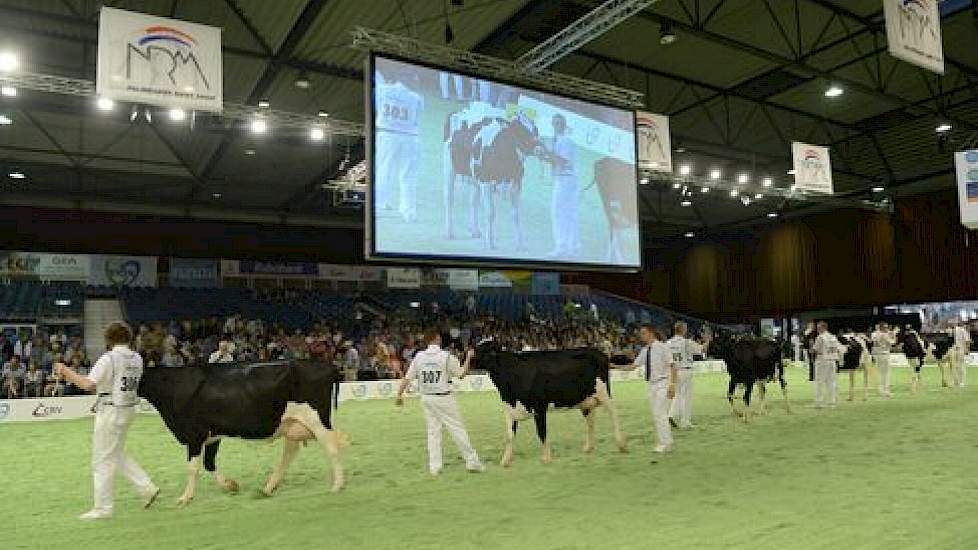 De eerste groep van de dag was die van genomicsstier Veneriete 252 Tempo (Goldwyn x O Man). Panelcijfer: 6,4.