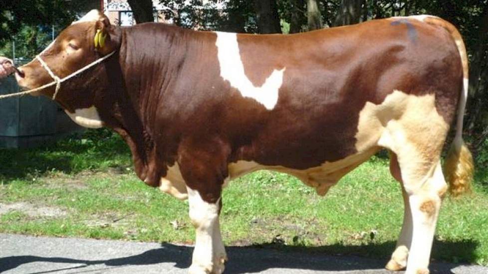 CRV kocht onlangs de stier Obi (v. Huascaran) voor 63.000 euro op een veiling in Beieren.