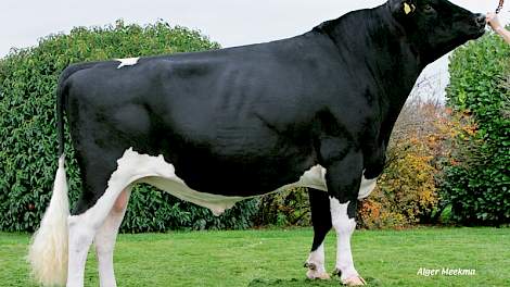 KI Samen prijst Jimm. Holsteins Tomahawk (Tandem x Rembrandt) ondanks zijn lage index aan als 'misschien wel meest complete stier' uit haar pakket.